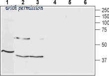 Alomone Labs BLP-TR005 image 1