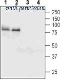 Alomone Labs BLP-TR006 image 1