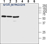 Alomone Labs BLP-VR002 image 1