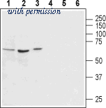 Alomone Labs BLP-VR010 image 1