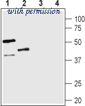 Alomone Labs BLP-VR011 image 1