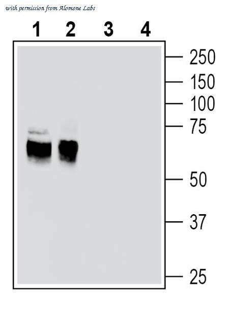 Alomone Labs AGC-022-GP image 1