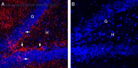Alomone Labs AGC-022-GP image 2