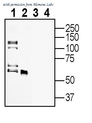 Alomone Labs ANR-178 image 1