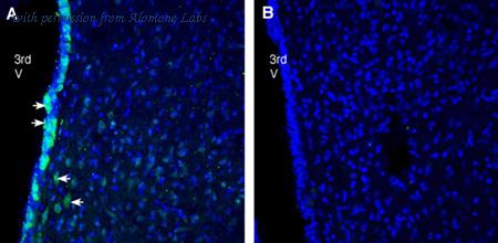 Alomone Labs ANR-178 image 2