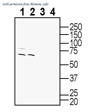 Alomone Labs ACT-020 image 1