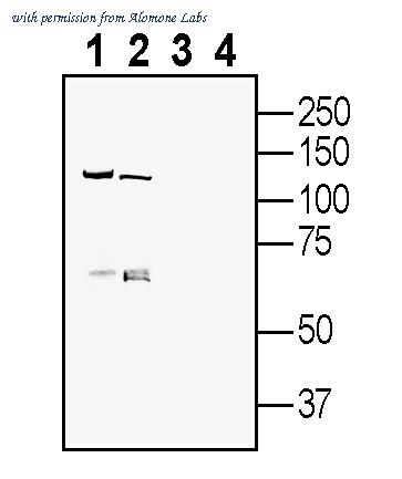 Alomone Labs AFR-053 image 1