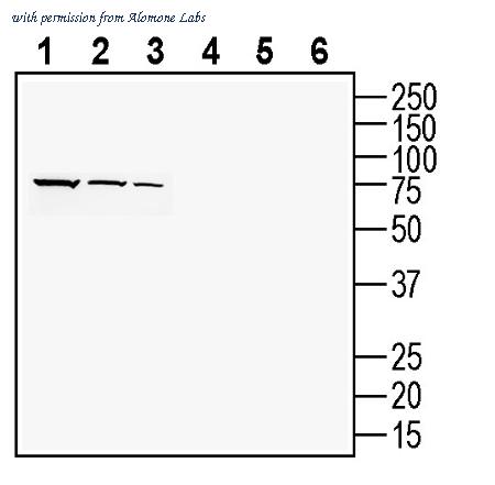 Alomone Labs ACL-031 image 1
