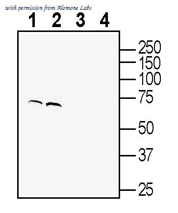 Alomone Labs AGR-088 image 1