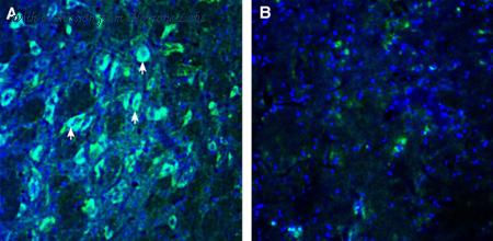 Alomone Labs AGR-088 image 2