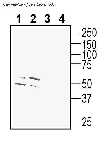 Alomone Labs ACR-001-GP image 1