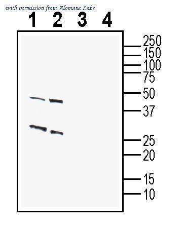 Alomone Labs AGR-062 image 1