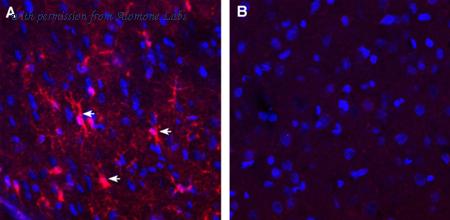 Alomone Labs AGR-062 image 2