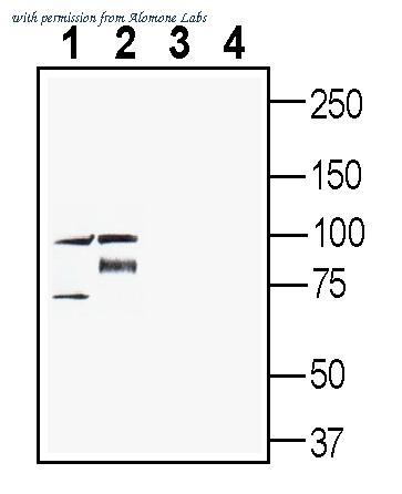 Alomone Labs APT-002 image 1