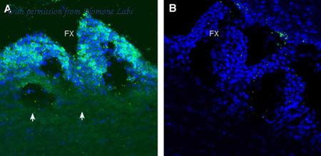 Alomone Labs APT-002 image 2