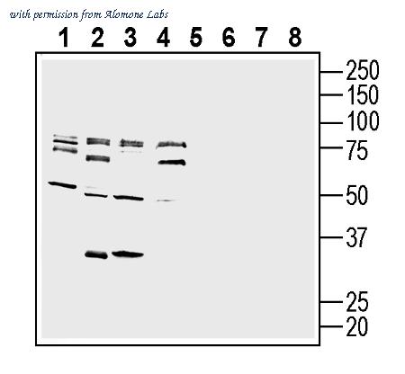 Alomone Labs ABR-013 image 2