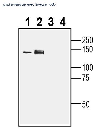 Alomone Labs ACC-037-GP image 1