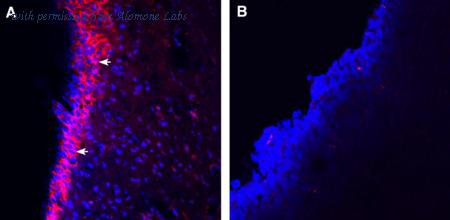 Alomone Labs ACC-037-GP image 2