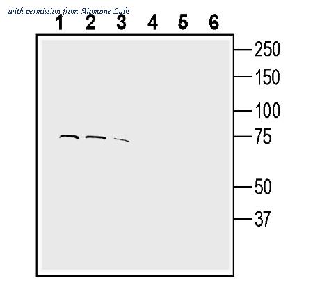 Alomone Labs ACT-021 image 1
