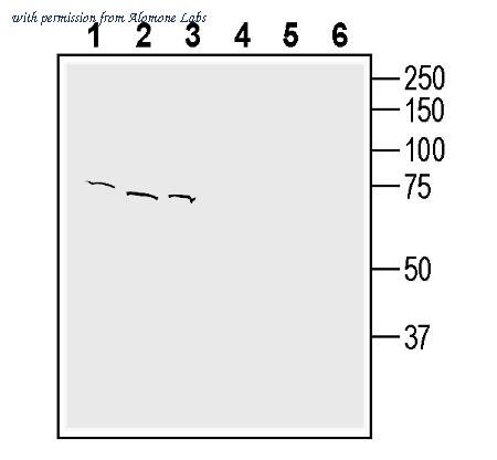 Alomone Labs ACT-021 image 2