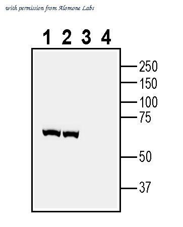 Alomone Labs AGC-035-GP image 1