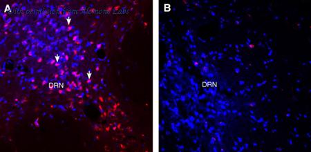 Alomone Labs AGC-035-GP image 2