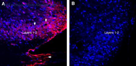 Alomone Labs AGC-035-GP image 3