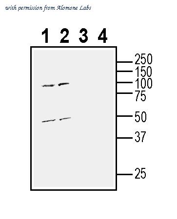 Alomone Labs AGR-064 image 1