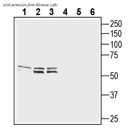Alomone Labs AGR-066 image 1