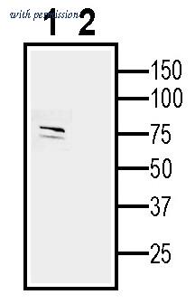 Alomone Labs AGR-066 image 2