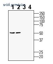 Alomone Labs AGR-072 image 1