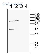 Alomone Labs AGR-072 image 2