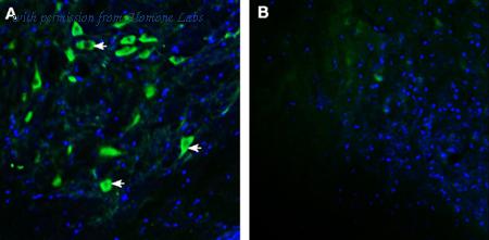 Alomone Labs AGR-072 image 3