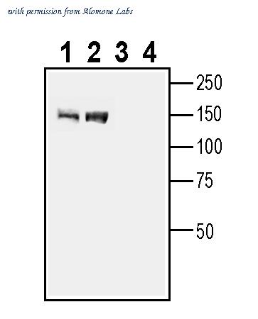 Alomone Labs AGR-078 image 1
