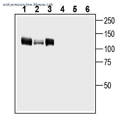 Alomone Labs AGR-078 image 2