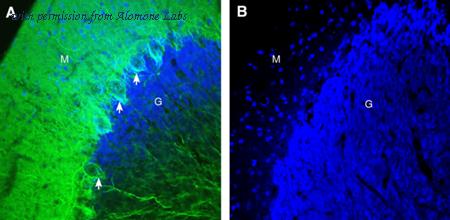 Alomone Labs AGR-078 image 3