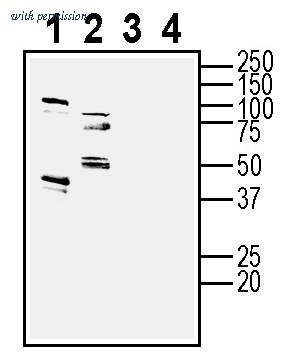 Alomone Labs AGR-093 image 1