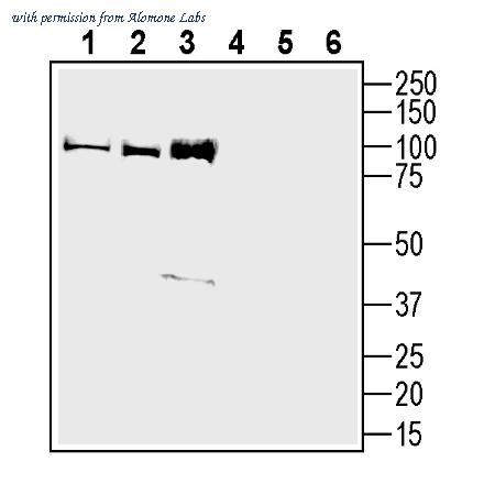 Alomone Labs AGR-093 image 2
