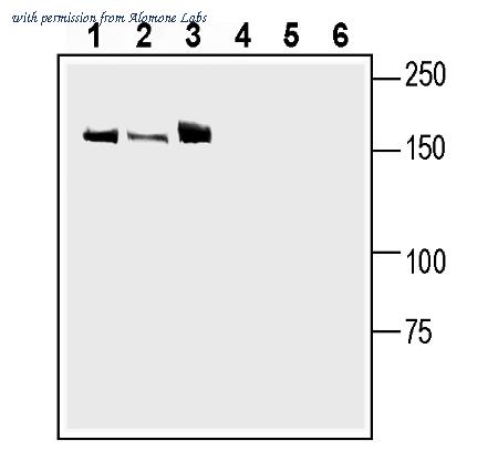 Alomone Labs ALR-039 image 1