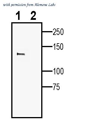 Alomone Labs ALR-039 image 2