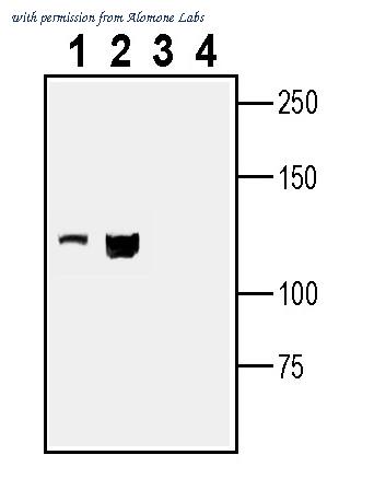 Alomone Labs ALR-039 image 3