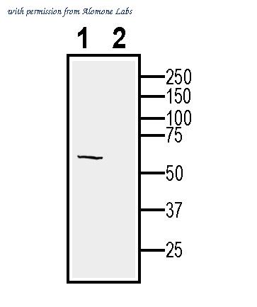 Alomone Labs AMR-072 image 1