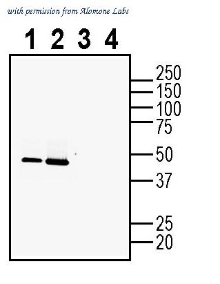 Alomone Labs ANR-016-GP image 1