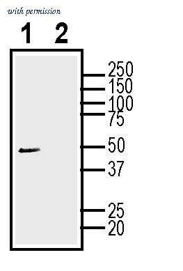 Alomone Labs ANR-016-GP image 2
