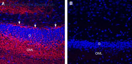 Alomone Labs ANR-016-GP image 3