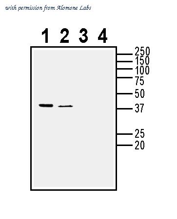 Alomone Labs ANR-058 image 2