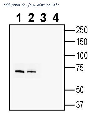 Alomone Labs ANR-155 image 1
