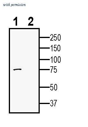 Alomone Labs ANR-155 image 2