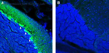Alomone Labs ANR-155 image 3