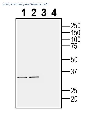 Alomone Labs ANR-177 image 1
